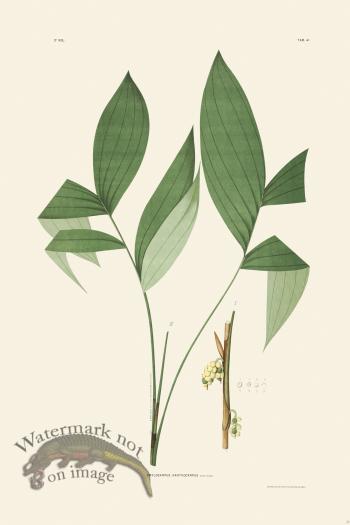 Rodrigues Palm Front 032